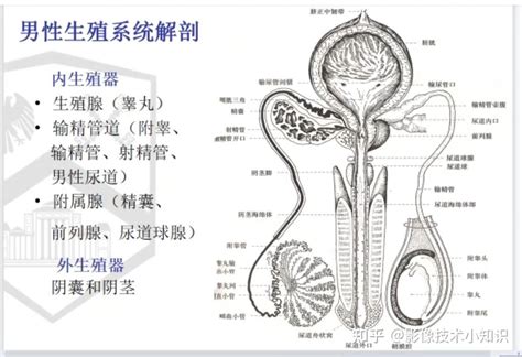 男生生殖器照片|男性生殖结构